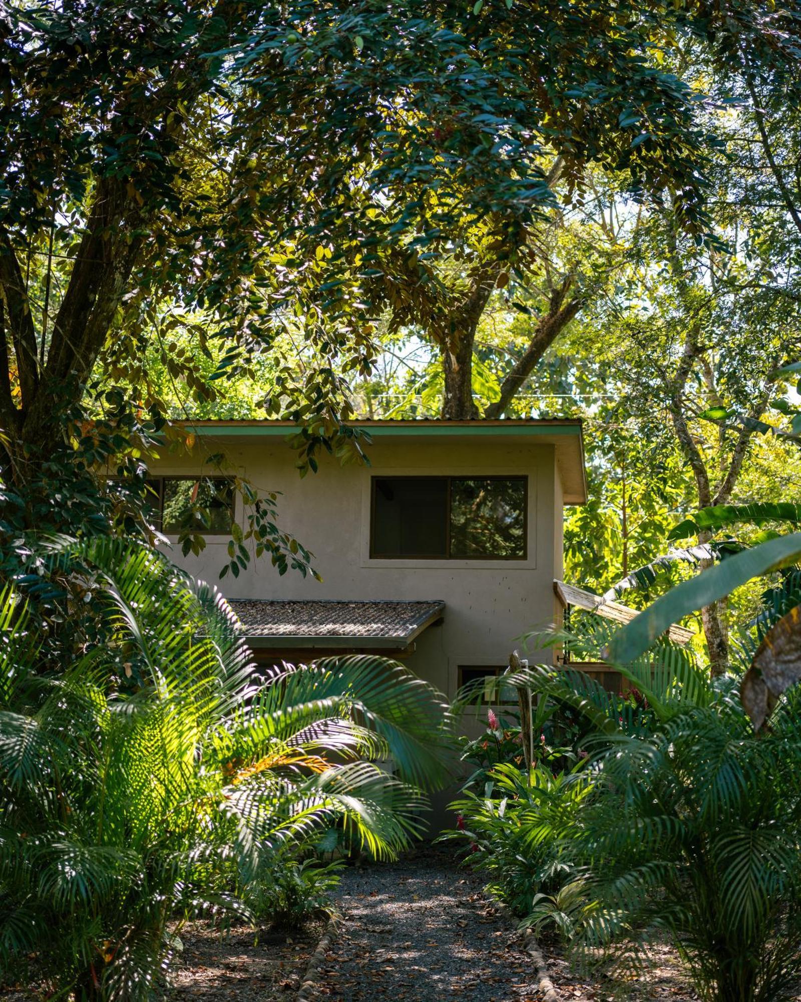 Feeling Trees Jungle *
