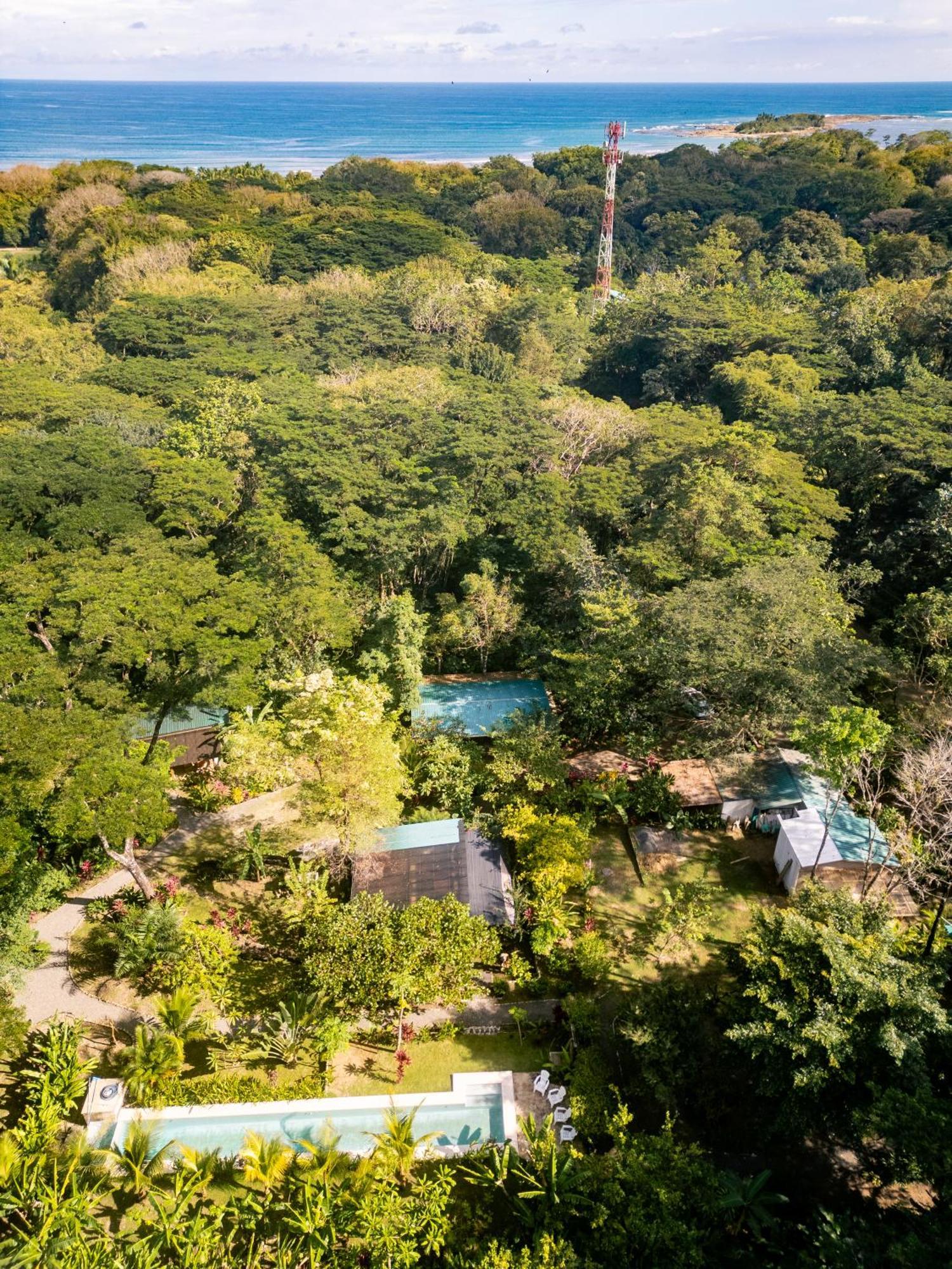 Feeling Trees Jungle *